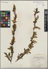 Foto von Salix lucida Muhl.
